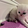Male and Female Silver Chinchilla Persian Kittens available!