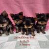 Female yorkie puppy for sale