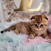 LUXURY KITTENS Emotional support Pets  HEALTH GUARANTEE
