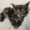 Maine Coon kittens born March 19th males & females available