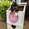 Basset Hound Puppies Available for New Homes!