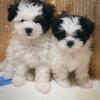 Two female Malshi puppies