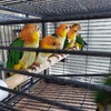 Baby White Bellied Caique