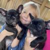 Frenchie puppies availabull