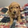 Mini Goldendoodles Well Socialized