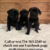 AKC and ICCF registered Cane Corso puppies
