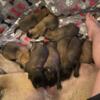 English mastiff / St.Bernard puppies for sale
