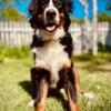 Bernese Mountain Dog for Stud