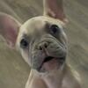 AKC French Bulldog Looking for Love
