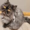 4 yr old persian cats to a good home