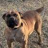 South African boerboel pups on the way