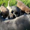 Beautiful AKC lab puppies for sale
