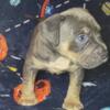 Blue male pups available