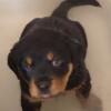 $600 obo AKC Rottweiler. We have one female looking for a forever home home