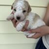 Havapoo puppies available!