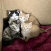Four Adorable Kittens domestic shorthair!