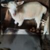Mom and baby Nigerian dwarf goat's