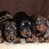Miniature Dachshund puppies!