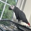 Congo African grey male up for discussion