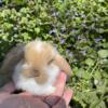 Sweet little baby holland lop bunnies