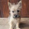 Cairn Terrier pups ready now