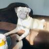 1 year old male pug for sale/rehome