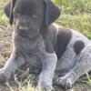 German wirehaired pointers ready for new home June 2