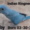 Indian Ringneck  baby blue