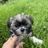 Shih tzu puppies full blooded