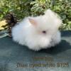 Dwarf Lionhead Baby Bunnies Bunny Rabbits - Orlando