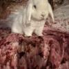 Bunny Rabbits Dwarf size bunnies Holland lops Mini lop lionhead