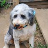 Sweet Aussiedoodles looking for home