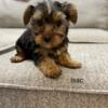 Boys and girl yorkie puppies