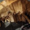 AKC Golden Retriever puppies for sale. Ready the end of April.