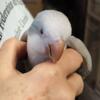 Female Blue Pallid baby Quaker