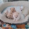 Pomeranian Puppies for Sale - Saint Paul, MN