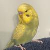 Male English Budgie-Young
