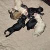 AKC Minature Poodle males and females