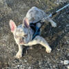 Alvin - Lilac Merle Tri small male French bulldog 7 months
