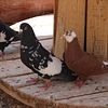 Afghan Pigeons. Kaftar afghani