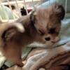 Teacup Pomeranian/ shih-tzu