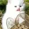 Doll Face all white Persian 8 weeks Male/Female Available
