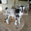 Nigerian Dwarf Baby Goats Blue Eyed Buckling