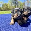 Jagdterrier Puppies for Sale, 4 Female and 2 Male