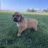 Puggle pups looking for homes