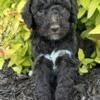 Golden doodles CKC available in Albemarle NC