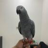 Fully Hand reared african grey parrot