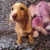 Beautiful miniature dachshund puppy available