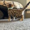 beautiful bengal kittens will be ready the 28 th
