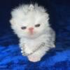 Persian Flame Point Kitten Male